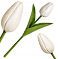 Sztuczny TULIPAN kwiat pojedynczy silikonowy JAK ŻYWY dekoracyjny 33 cm