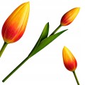 Sztuczny TULIPAN kwiat pojedynczy silikonowy JAK ŻYWY dekoracyjny 31 cm