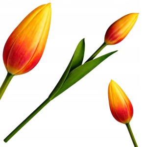 Sztuczny TULIPAN kwiat pojedynczy silikonowy JAK ŻYWY dekoracyjny 31 cm