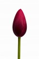 Sztuczny TULIPAN kwiat pojedynczy silikonowy JAK ŻYWY dekoracyjny 31 cm