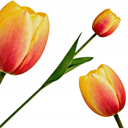 Sztuczny TULIPAN kwiat pojedynczy silikonowy JAK ŻYWY dekoracyjny 42 cm