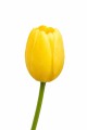 Sztuczny TULIPAN kwiat pojedynczy silikonowy JAK ŻYWY dekoracyjny 42 cm