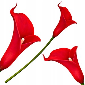 Sztuczna KALIA kwiat kalii pojedynczy silikonowy JAK ŻYWY dekoracyjny 34 cm