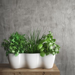 Doniczka bazylia "3"